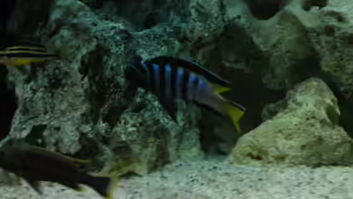 Mein Malawiseebecken (aufgelöst) von Strohhut.