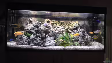 Mein Malawiseebecken von Klaus M.