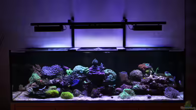 Mein-Mini-Riff von Markus R.