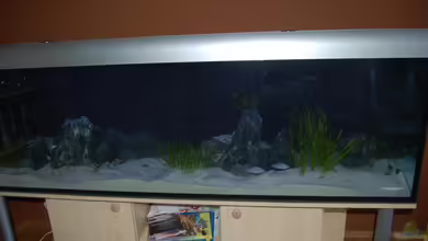 Mein Räuberbecken von Calimero