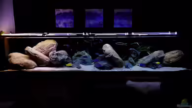 Mein Räubertraum von RalfB