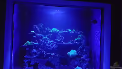 Mein Reef 6 500Liter von Toshi