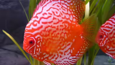 mein Südamerikabecken von Danny.