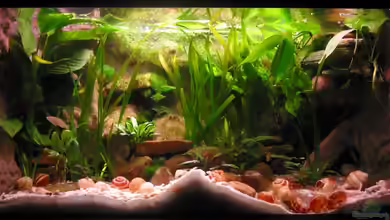 Mein Tanganjika... von mawa