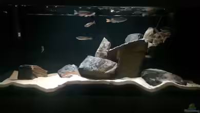 Mein Tanganjikabecken von Maxi13