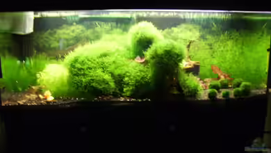 Mein Traumbecken von Stefan Bischoff