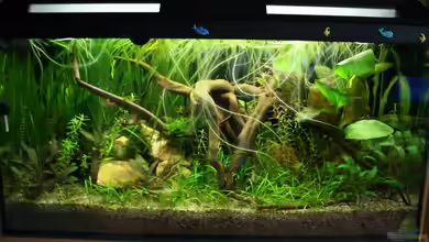 Mein Tümpel von Mario K