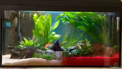 Mein zu Hause Aquarium von moestaverne