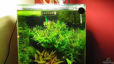 Meine erstes Garnelenbecken (wurde aufgelöst) von Opodeldok