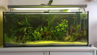 meine kleene Pfütze von Dorfi34