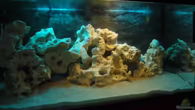 Meine Malawizuchtstube von Marcel.