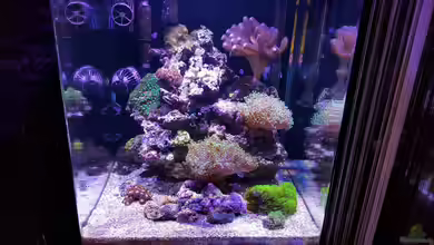 Meine Meerwasserpfütze von BenoN