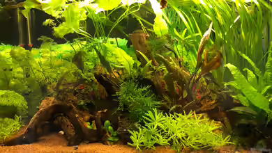 Meine Perlhuhnbärblinge von TR