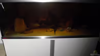 Meine Scheiben von Dominik L