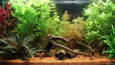 Meine Unterwasserwelt von Heiko Oeding