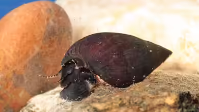 Melanopsis buccinoidea im Aquarium halten