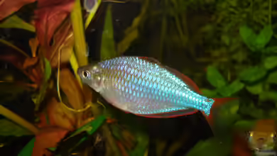 Melanotaenia praecox im Aquarium halten