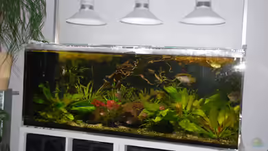 Mesonauta 675 von schmitzkatze