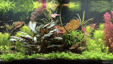 Metamorphoses von Thilo