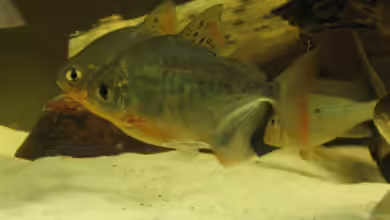 Metynnis argenteus im Aquarium halten