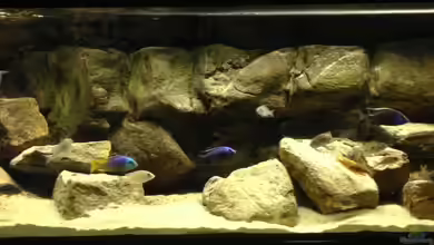 Micha´s Malawi Tank (Nur noch als Beispiel) von TheToxicAvenger