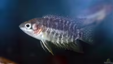 Microctenopoma congicum im Aquarium halten