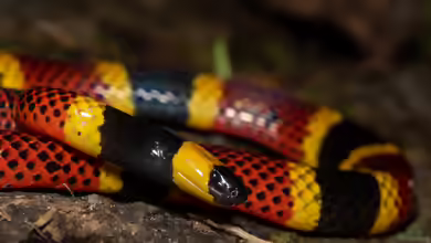 Micrurus mosquitensis: Misquito-Korallenotter im Terrarium halten