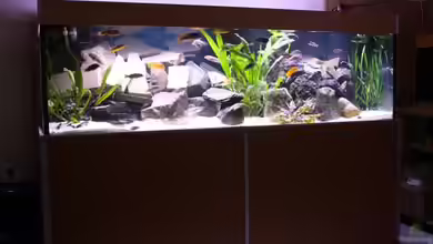 Mikey`s Becken von Mikey