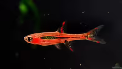Mikro-Rasboras im Artenvergleich - Die schönsten Zwergbärblinge für das Nano-Aquarium