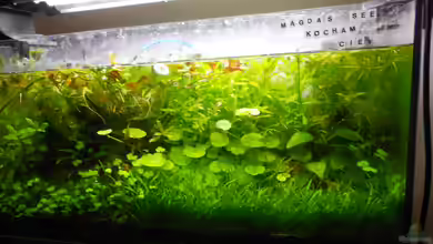 Mikrokosmos 2.0 von Akula