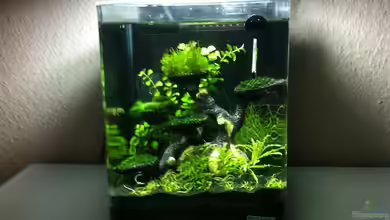 Mini - Dennerle - Scape von RoZan