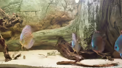 mini amazonas von Christian Fries