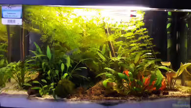 Mini Asia von Michael Dreher