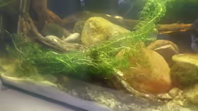 Mini-Biotop von Keathkliff