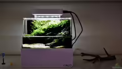 Mini Complete Paludarium von Junglist