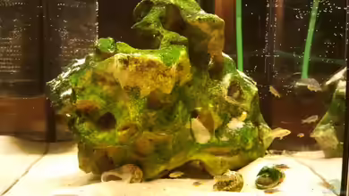 mini-finkys von finky