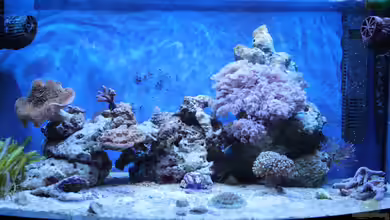 Mini Riff von Sven K.