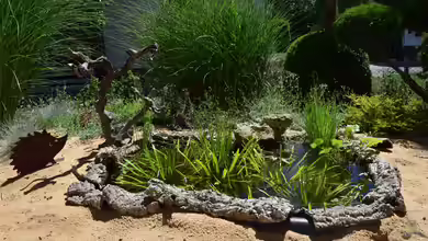 Mini-Teich von Junglist