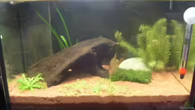 Minibecken von erich