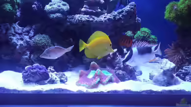 minireef von Nigel Friss