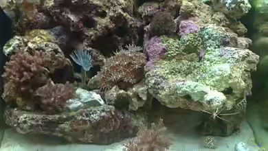 Miniriff von Gernold