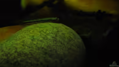 Minirochen Flusslandschaft von Benjamin Hamann