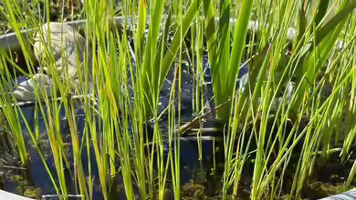 Miniteich mal anders: Die lustigsten und ungewöhnlichsten Gefäße für einen kleinen Teich