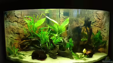 Mittel-, Südamerika Trigon 350 von 1887woeh