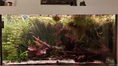 Mittel- und Südamerika Gesellschaft von MichaMA