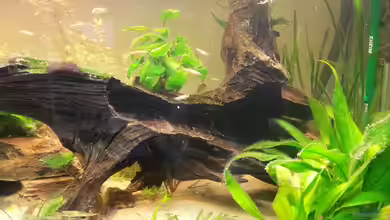 Mittelamerika Meeki Becken von Der Dreiäugige Goldfisch