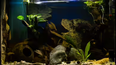 mittelamerikanische Aufzuchtstation von GoreSlayer