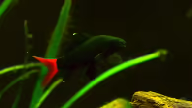 Mittelamerikanische Buntbarsche von Benjamin Hamann