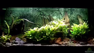 Mittelamerikanische Schönheiten von Christian Geese