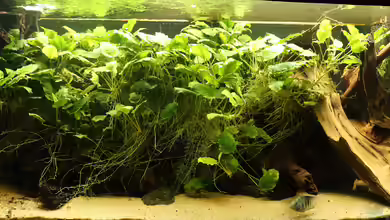 Mittelamerikanischer Dschungel von Tom